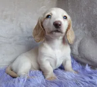 Barbie-reviews, a female Miniature Dachshund for sale in West Liberty, KY – 5 of 9