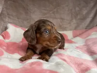 Blue eyes-Rooster-review, a male Miniature Dachshund for sale in Morehead, KY – 7 of 10