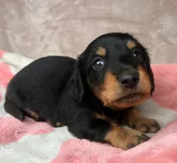 AKC-Dexter-Reviews, a male Miniature Dachshund for sale in Morehead, KY – 2 of 5