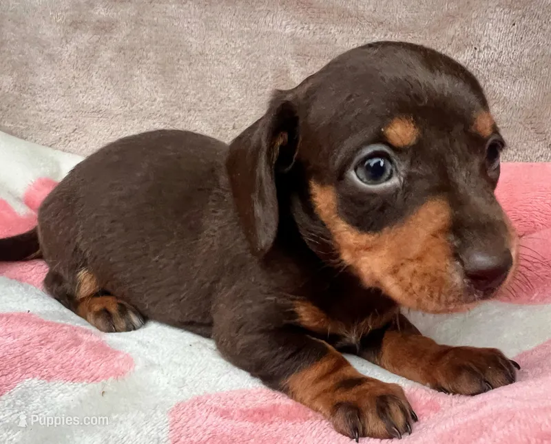 AKC-Daisy-reviews – Miniature Dachshund puppy for sale in Morehead, KY