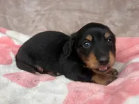 AKC-Dexter-Reviews, a male Miniature Dachshund for sale in Morehead, KY – 4 of 5