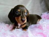 Ready-AKC chocolate Rolo-reviews, a male Miniature Dachshund for sale in West Liberty, KY – 10 of 10