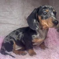 AKC Pepper, a female Miniature Dachshund for sale in West Liberty, KY – Photo 7 of 10