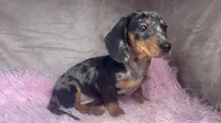 AKC Fancy, a female Miniature Dachshund for sale in West Liberty, KY – Photo 6 of 9