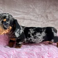 AKC Pepper, a female Miniature Dachshund for sale in West Liberty, KY – Photo 9 of 10