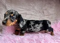 AKC Fancy, a female Miniature Dachshund for sale in West Liberty, KY – Photo 8 of 9
