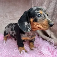 AKC Pepper, a female Miniature Dachshund for sale in West Liberty, KY – Photo 8 of 10