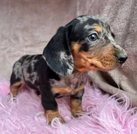AKC Fancy, a female Miniature Dachshund for sale in West Liberty, KY – Photo 7 of 9
