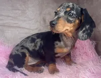 AKC Fancy, a female Miniature Dachshund for sale in West Liberty, KY – Photo 4 of 9