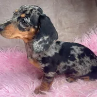 AKC Pepper, a female Miniature Dachshund for sale in West Liberty, KY – Photo 5 of 10