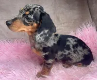 AKC Fancy, a female Miniature Dachshund for sale in West Liberty, KY – Photo 3 of 9