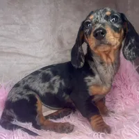 AKC Pepper, a female Miniature Dachshund for sale in West Liberty, KY – Photo 3 of 10