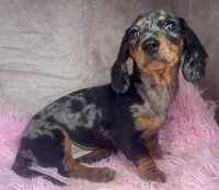 AKC Fancy, a female Miniature Dachshund for sale in West Liberty, KY – Photo 1 of 9