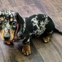 AKC Pepper, a female Miniature Dachshund for sale in West Liberty, KY – Photo 1 of 10