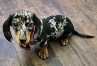 AKC Pepper, a female Miniature Dachshund for sale in West Liberty, KY – Photo 2 of 10