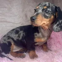 AKC Pepper, a female Miniature Dachshund for sale in West Liberty, KY – Photo 4 of 10