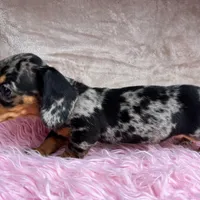 AKC Pepper, a female Miniature Dachshund for sale in West Liberty, KY – Photo 10 of 10