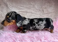 AKC Fancy, a female Miniature Dachshund for sale in West Liberty, KY – Photo 9 of 9