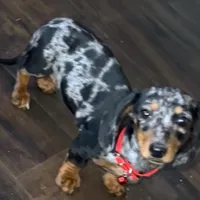 AKC Pepper, a female Miniature Dachshund for sale in West Liberty, KY – Photo 2 of 10