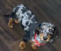 AKC Pepper, a female Miniature Dachshund for sale in West Liberty, KY – Photo 1 of 10