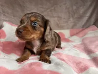 Blue eyes-Rooster-review, a male Miniature Dachshund for sale in Morehead, KY – 5 of 10