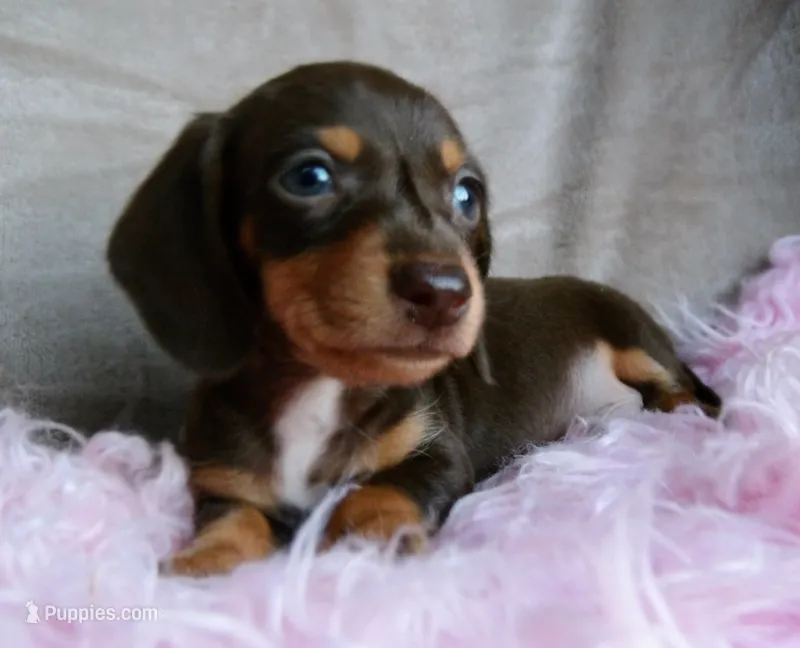 AKC chocolate Rolo-reviews – Miniature Dachshund puppy for sale in West Liberty, KY