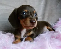 Ready-AKC chocolate Rolo-reviews, a male Miniature Dachshund for sale in West Liberty, KY – 1 of 10