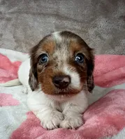 AKC Blueberry-reviews, a female Miniature Dachshund for sale in Morehead, KY – 2 of 5