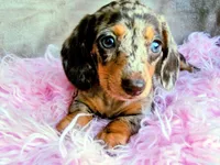AKC Freckles-reviews, a female Miniature Dachshund for sale in West Liberty, KY – 1 of 8