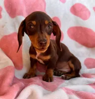 Ready-AKC chocolate Rolo-reviews, a male Miniature Dachshund for sale in Morehead, KY – 1 of 10
