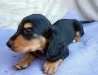 AKC Ollie-reviews, a male Miniature Dachshund for sale in West Liberty, KY – 5 of 10