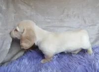 Barbie-reviews, a female Miniature Dachshund for sale in West Liberty, KY – 6 of 9