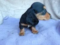 AKC Ollie-reviews, a male Miniature Dachshund for sale in West Liberty, KY – 6 of 10