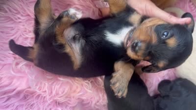 AKC Ollie-reviews, a male Miniature Dachshund for sale in West Liberty, KY – 10 of 10