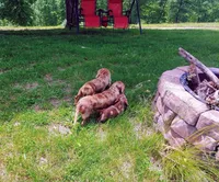 Pair of adult dapples, pet homes , a female Miniature Dachshund for sale in West Liberty, KY – 8 of 10