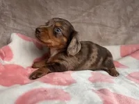 Blue eyes-Rooster-review, a male Miniature Dachshund for sale in Morehead, KY – 6 of 10