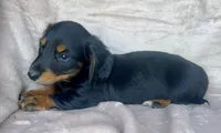 AKC Ollie, a male Miniature Dachshund for sale in West Liberty, KY – 2 of 7