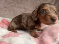 Blue eyes-Rooster-review, a male Miniature Dachshund for sale in Morehead, KY – 8 of 10