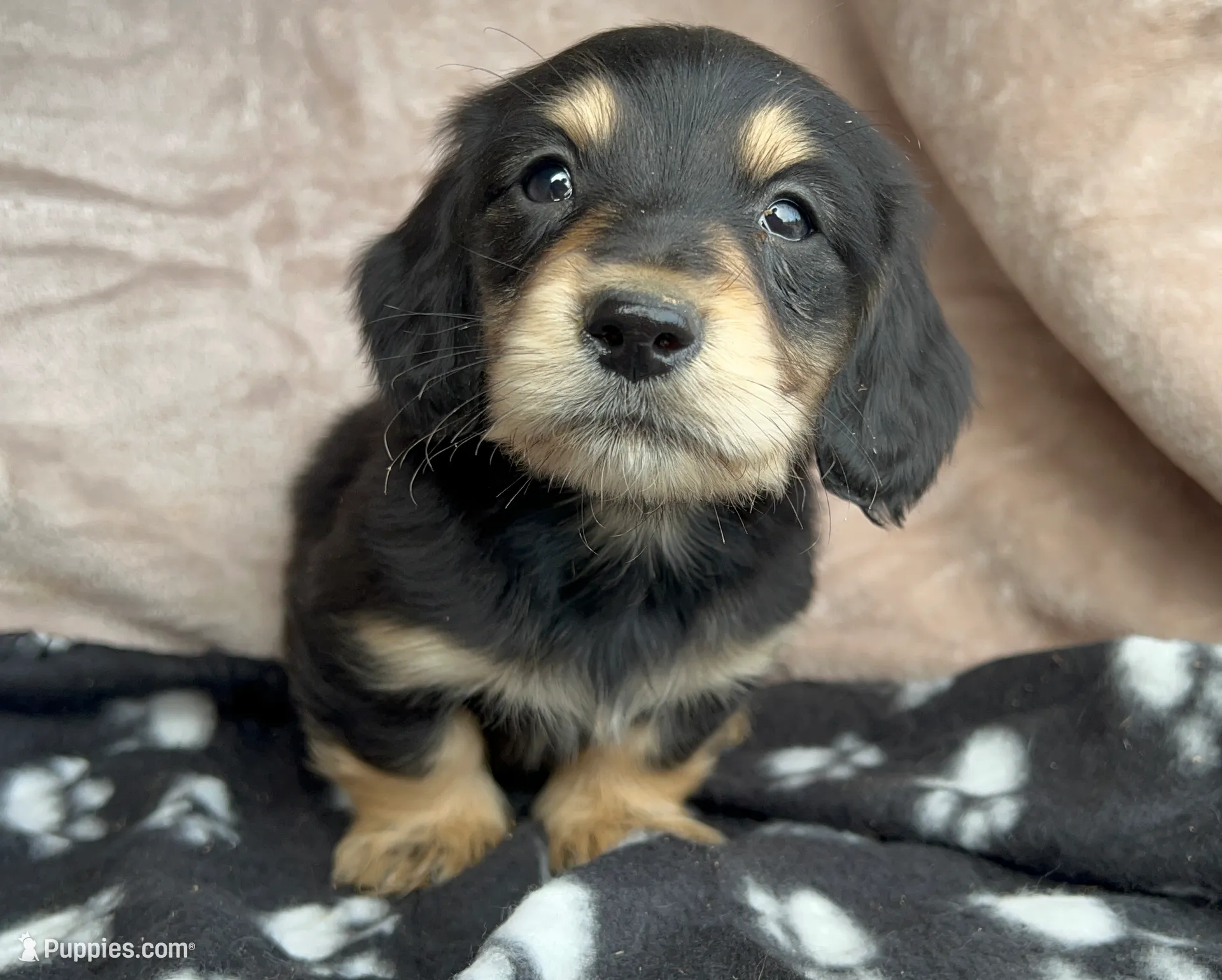 AKC  Dixon, Reviews, a male Miniature Dachshund for sale in West Liberty, KY – Photo 4 of 10