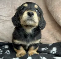 AKC  Dixon, Reviews, a male Miniature Dachshund for sale in West Liberty, KY – Photo 1 of 10