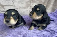 AKC  Dixon, Reviews, a male Miniature Dachshund for sale in West Liberty, KY – Photo 7 of 10