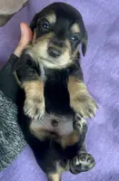 AKC  Dixon, Reviews, a male Miniature Dachshund for sale in West Liberty, KY – Photo 9 of 10