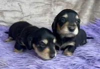 AKC  Dixon, Reviews, a male Miniature Dachshund for sale in West Liberty, KY – Photo 6 of 10