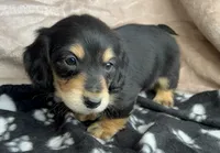 AKC  Dixon, Reviews, a male Miniature Dachshund for sale in West Liberty, KY – Photo 3 of 10