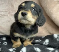 AKC  Dixon, Reviews, a male Miniature Dachshund for sale in West Liberty, KY – Photo 5 of 10