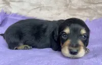 AKC  Dixon, Reviews, a male Miniature Dachshund for sale in West Liberty, KY – Photo 8 of 10