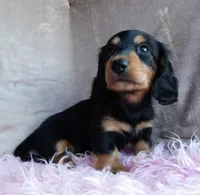 Daisy-reviews, a female Miniature Dachshund for sale in West Liberty, KY – 4 of 9