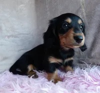 Daisy-reviews, a female Miniature Dachshund for sale in West Liberty, KY – 6 of 9