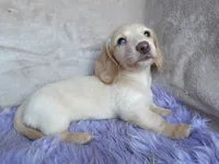 Barbie-reviews, a female Miniature Dachshund for sale in West Liberty, KY – 8 of 9