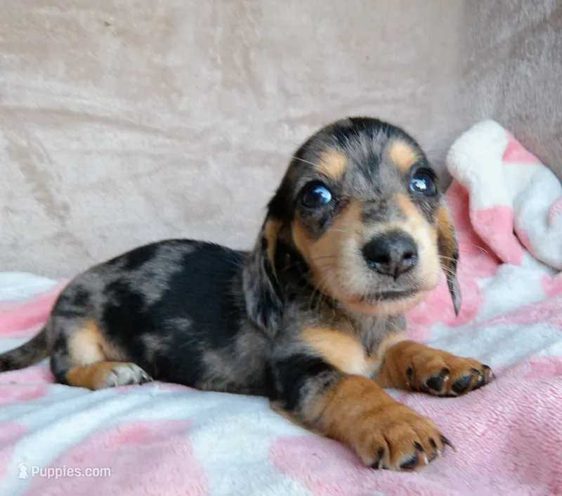 AKC-Jazzy-Reviews – Miniature Dachshund puppy for sale in West Liberty, KY